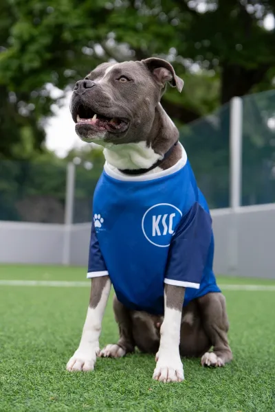 KSC Hundetrikot Blau 100% Polyester angelehnt an Heimtrikot-Design 24-25 Allover-Pfotenprint Leinenöffnung am Rücken